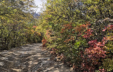 Лес в Крыму