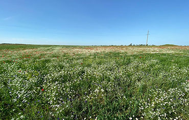 Ромашки цветут
